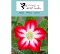 Adenium obesum 'Neptune' - Rose du désert