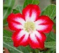 Adenium obesum 'Neptune' - Rose du désert 5 Graines