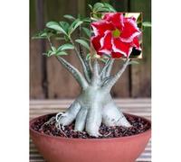 (Adenium obesum) Piante primaverili popolari-Piante di colore misto-rosa del deserto pianta vera