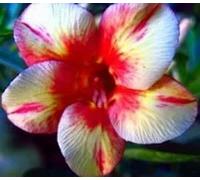 Adenium obesum 'Pink Diamond' - Rose du désert