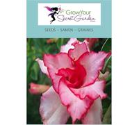 Adenium obesum 'Pink Heart' - Rose du désert