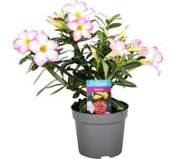 Adenium obesum Rosa- Rose du désert - pot 10,5cm - hauteur 25-40cm Plantes d'intérieur