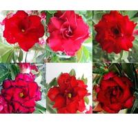 Adenium obesum rouge - Rose du désert - pot 10,5cm - hauteur 25-40cm Plantes d'intérieur