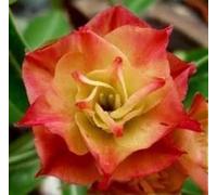 Adenium obesum 'Sunday' - Rose du désert