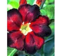 Adenium obesum 'Super Black' - Rose du désert