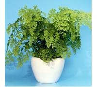 Adiantum fragrans Delta Plante Tropicale Cheveux de Vénus Fougère d'Intérieur Vivante| Pot de 12 cm