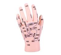 ADOCARN Modèle De Main Pour Éducation Tcm Modèle De Réflexologie Pour Acupuncture Et Massage Avec Points Acupression Clairs Et Détaillés