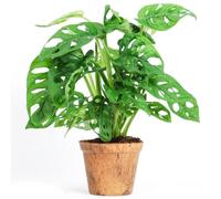 Adorable Monstera obliqua Monstera Monkey Leaf Plante verte d'intérieur Dépolluante 20-30 cm