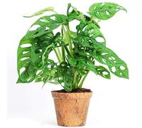 Adorable Monstera obliqua Monstera Monkey Leaf Plante verte d'intérieur Dépolluante 20-30 cm