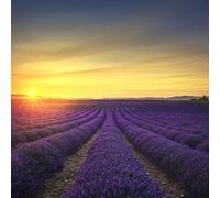 adrium 48097122 Tableau 70 x 70 cm : fleurs de lavande fleurissent des champs parfumés dans des rangées infinies au coucher du soleil. Valensolplateau, Provence, France, Europe
