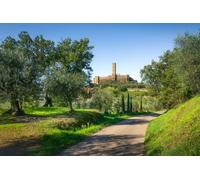 adrium Cadre en bois 60 x 40 cm : Montecchio Vesponi Castle sur fond d'une route entre oliviers. Montecchio, Castiglion Fiorentino, Province (244612275)