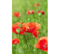 adrium Image composite en aluminium 60 x 90 cm : bourgeons de coquelicots rouges sur un champ vert