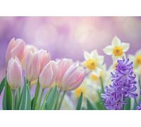 adrium Image sur toile 90 x 60 cm : tulipes tendres, jonquilles vives et jacinthes parfumées créent une exposition colorée dans un jardin. Lumière du soleil (243383362)