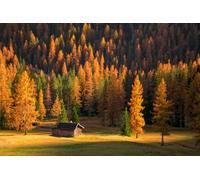 adrium Poster 120 x 80 cm : mélèze jaune dans la vallée de montagne, éclairé par le soleil levant, Dolomites, Italie