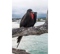 adrium Poster 50 x 80 cm : oiseau frégat assis sur une branche sur fond de la baie académique de Puerto Ayora. Santa Cruz, îles Galapagos et Équateur (78564302)