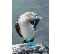 adrium Poster 80 x 120 cm : Oiseau à pied bleu assis au sommet d'une roche volcanique. Santa Cruz, Îles Galapagos, Équateur (78367685)