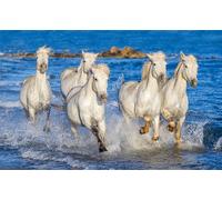 adrium Poster 80 x 50 cm : Chevaux de Camargue blancs galopant sur les eaux bleues de la mer. France (93956497)
