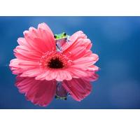 adrium Tableau acrylique 50 x 30 cm : petite grenouille dans une marguerite rose (43067883)