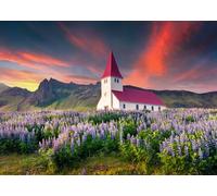 adrium Tableau Alucomposite 130 x 90 cm : petite église entourée de fleurs de lupin en fleurs dans le village de Vik Lever de soleil d'été spectaculaire en Islande, Europe. Beauté (116551730)