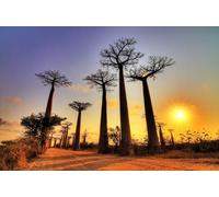 adrium Tableau composite en aluminium - 120 x 80 cm - Beautiful Baobab trees at sunset at the avenue of the baobabs à Madagascar (40645915)