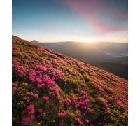 adrium Tableau composite en aluminium 60 x 70 cm : fleurs dans les montagnes au lever du soleil. Magnifique paysage naturel en été (90851366)