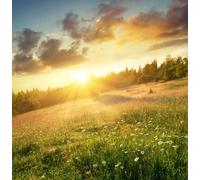 adrium Tableau composite en aluminium 80 x 80 cm : champ dans les montagnes au lever du soleil paysage naturel (47667366)