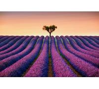 adrium Tableau en aluminium composite 140 x 90 cm : fleurs de lavande fleurissent champ et arbre solitaire en montagne au coucher du soleil, Valensole, Provence, France, Europe (44981266)