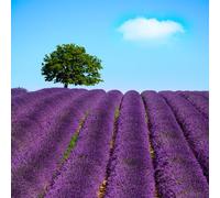 adrium Tableau en aluminium composite 30 x 30 cm : fleurs de lavande fleurissent champ et arbre solitaire en montée. Valensole, Provence, France, Europe. (45860280)