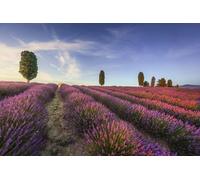 adrium Tableau en bois 50 x 30 cm : champs de lavande et arbres au coucher du soleil, Orciano Pisano, province de Pise, Toscane, Italie, Europe (239577809)