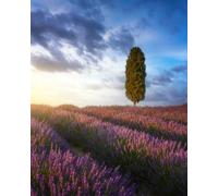adrium Tableau en bois 60 x 80 cm : champs de lavande et cyprès au coucher du soleil Orciano Pisano, Toscane, Pise, Italie (244612277)