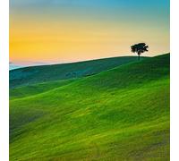 adrium Toile murale 80 x 80 cm : Toscane Pays Rolling Hills, arbre solitaire et champs verts au coucher du soleil, Volterra, Pise, Italie Europe (45222982)