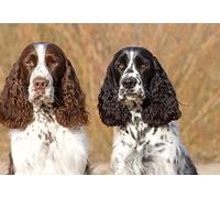 Adult 1000 Piece Puzzle with Two Cocker Spaniel Portraits, Single Sheet Print, Suitable for Printing, Suitable for Wall Art, Home Decor, Decoration, Gift, 50x70cm