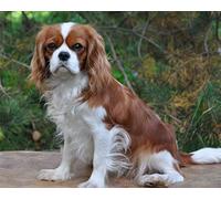 Adult 1000piece Puzzle Cavalier King Charles Spaniel Wall Art Home Decoration 38x52cm