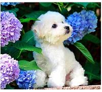 Adult 1000piece Puzzle of Bichon Frise and Blooming Ball Flowers, Suitable for Wall Art Home Decoration, Decorative Gift, 50x70cm