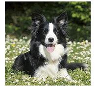Adult 1500piece Puzzle Suitable for Border Collie Suitable for Wall Art Home Decoration 57x87cm