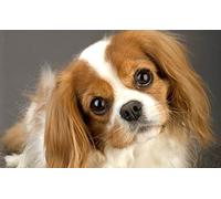 Adult 2000 Piece Jigsaw Puzzle Cavalier King Charles Spaniel Wall Art Home Decor Decoration Gift 70x100cm