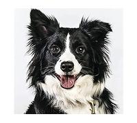 Adult 2000piece Jigsaw Puzzle Border Collie Wall Art Home Decor 70x100cm