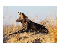 Adult Puzzle 1000 Pieces, Wolf Puzzle, Suitable for Family Games and Wall Decoration Painting.