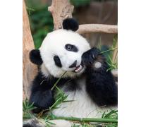 Adulte Diamant Peinture Kit Complete, Diamond Painting Broderie, Full Drill Gem Art Kit pour, Diamant Strass Point de Croix Crystal Painting pour Murale Décoration. Panda Square diamond, 60x70cm