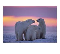 Adults Puzzle 1000 Pieces, Polar Bear Puzzle, Suitable for Family Games and Wall Decoration Painting.