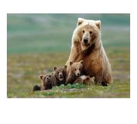 Adults Puzzle 1500 Pieces, Bear Puzzle, Suitable for Family Games and Wall Decoration Painting.
