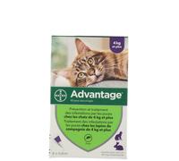 Advantage 80 pour chat et lapin pipette(s) unidose(s) 6x0,8 ml