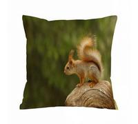 AELKSP Housse Coussin,Écureuil Assis Animaux de la Forêt Faune Soirée Rongeur,40x40 cm,Lot de Coussin Taie d'oreiller Décoratif Canapé pour Chambre, Canapé, Chaise, Lit,Jardin