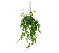 Aeschynanthus lobbianus Variegatus Plante suspendue dans un pot suspendu de 15 cm