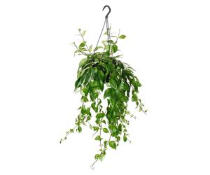 Aeschynanthus lobbianus Variegatus Plante suspendue dans un pot suspendu de 15 cm