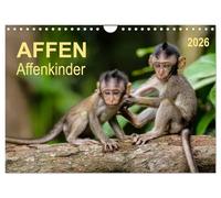 Affen - Affenkinder (Wandkalender 2026 DIN A4 quer), CALVENDO Monatskalender: Kleine Wesen, die man einfach gern haben muss.
