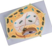Affichage de la structure des cellules eucaryotes avec organites numérotés | Modèle anatomique 3D de cellules végétales agrandies surdimensionnées, aide visuelle à l'enseignement de la biologie