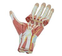 Affichage Modèle Modèle D'anatomie Des Vaisseaux Sanguins Nerfs Musculaires De La Main Humaine, Enseignement Sciences Médicales Pour L'ornement D'équipement Laboratoire Corps Humain