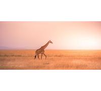 Affiche 100 x 50 cm : girafe solitaire dans le parc national de la savane Serengeti au coucher du soleil - Nature sauvage de la Tanzanie - Afrique - Destination safari (131831330)
