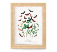 Affiche à planter a4 - papillons